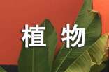 植物观察日记汇总5篇